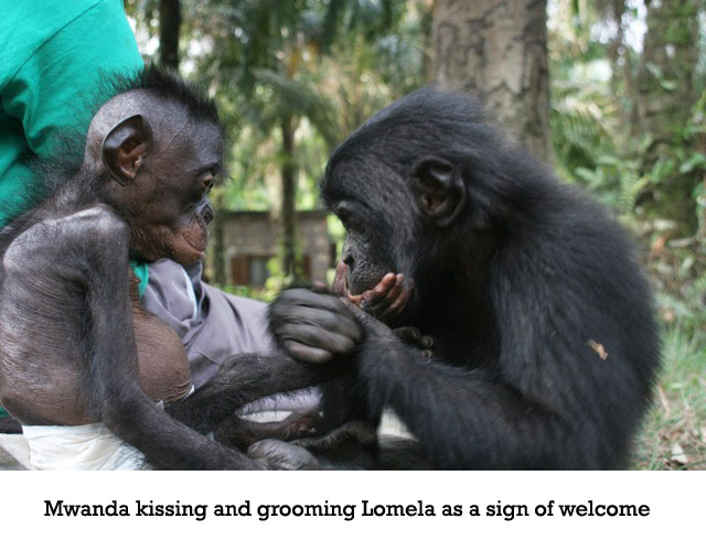 lomelamwanda