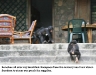 bonobos-on-the-porch